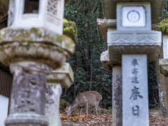 2025年・春日大社