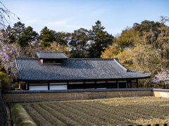 2025年春・奈良公園　東大寺供田