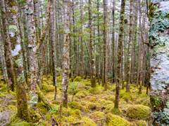 コケだらけ・北八ヶ岳の森