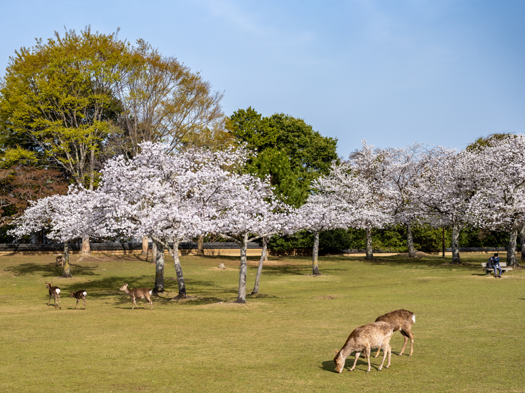 2025年春・奈良公園