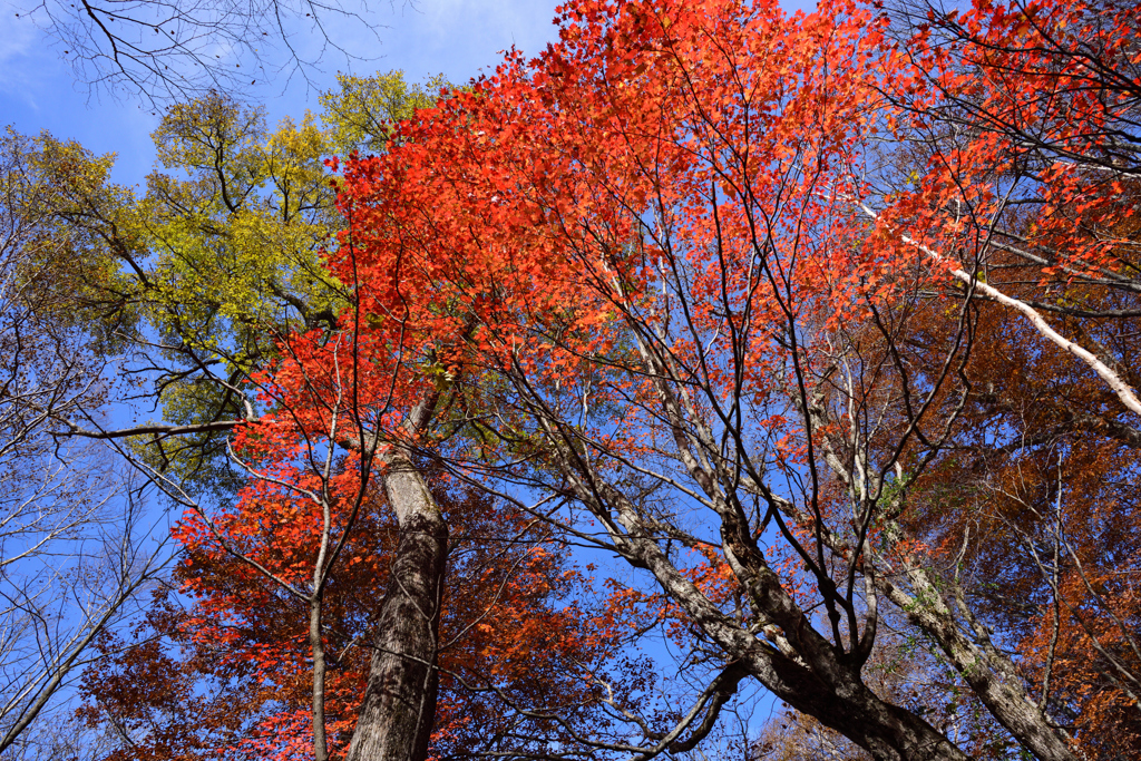 尾瀬　アヤメ平から尾瀬ヶ原への道