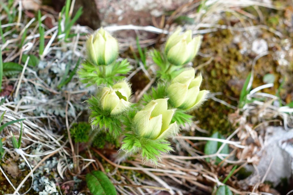 八ヶ岳の花　ツクモグサ