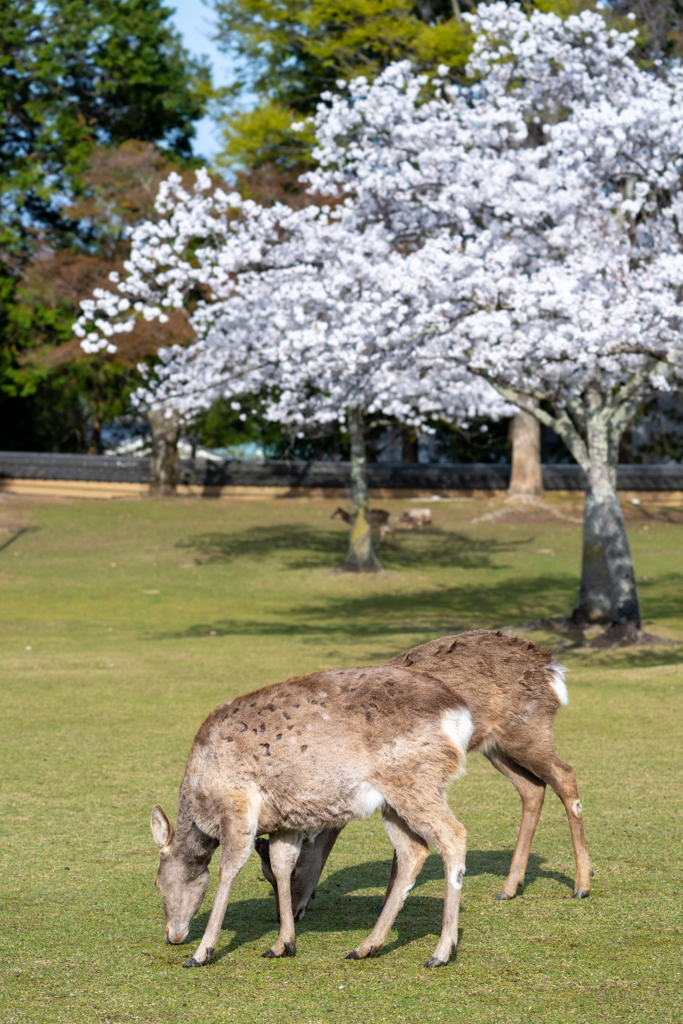 2025年春・奈良公園