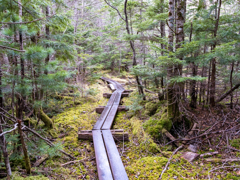 コケだらけ、北八ヶ岳の森