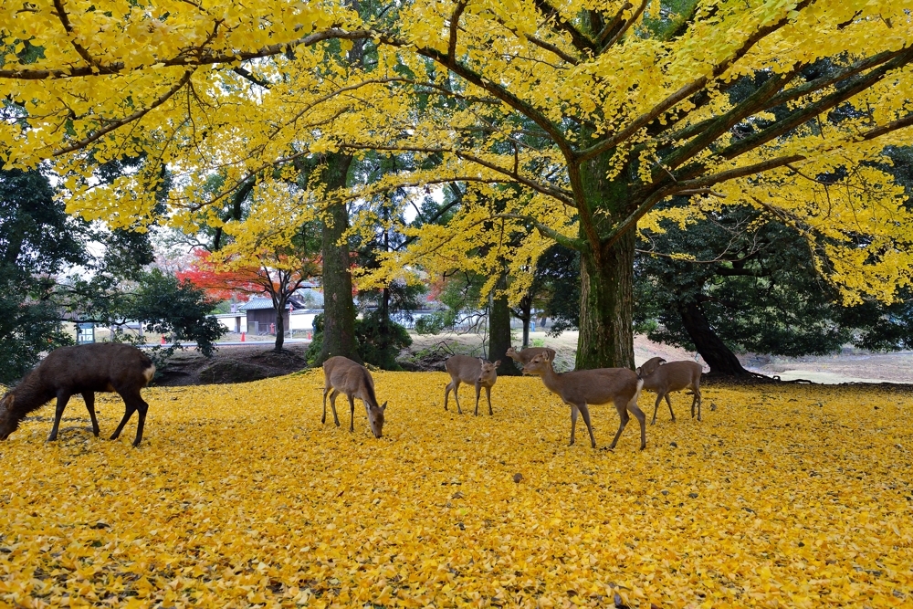 1211奈良公園5