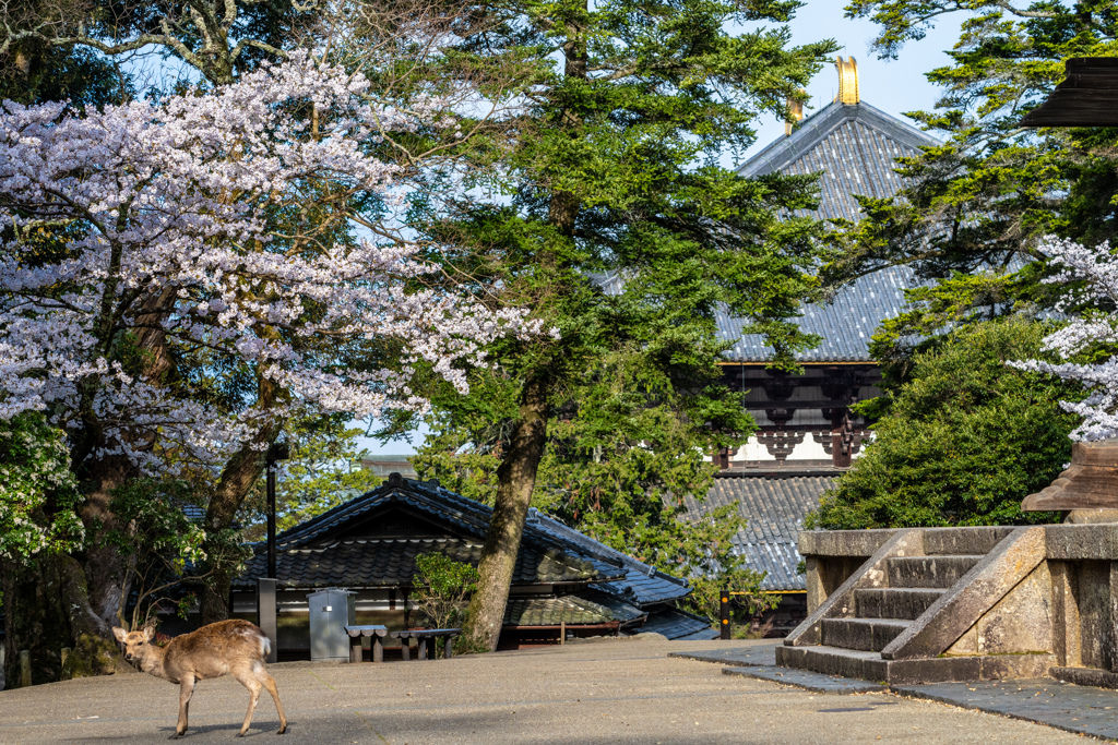 2025年春・奈良公園