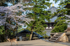 2025年春・奈良公園