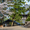 2025年春・奈良公園
