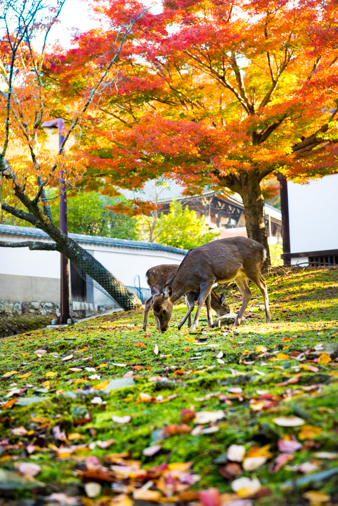 秋・奈良公園