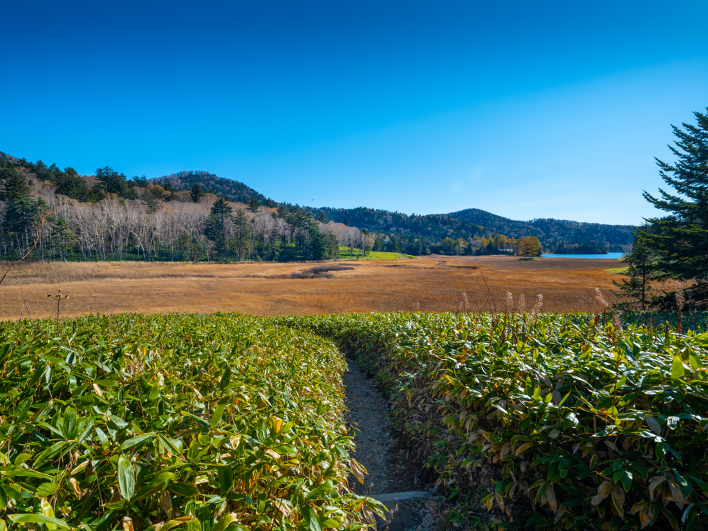 尾瀬・大江湿原