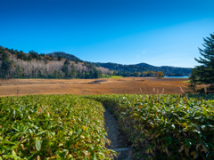 尾瀬・大江湿原