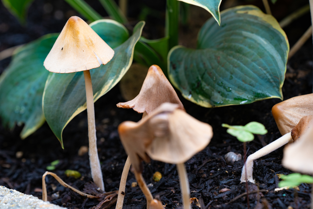 庭に生えてきたキノコ