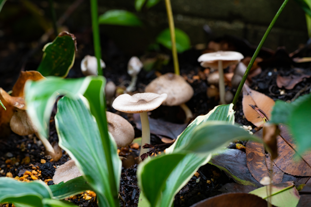 庭に生えてきたキノコ