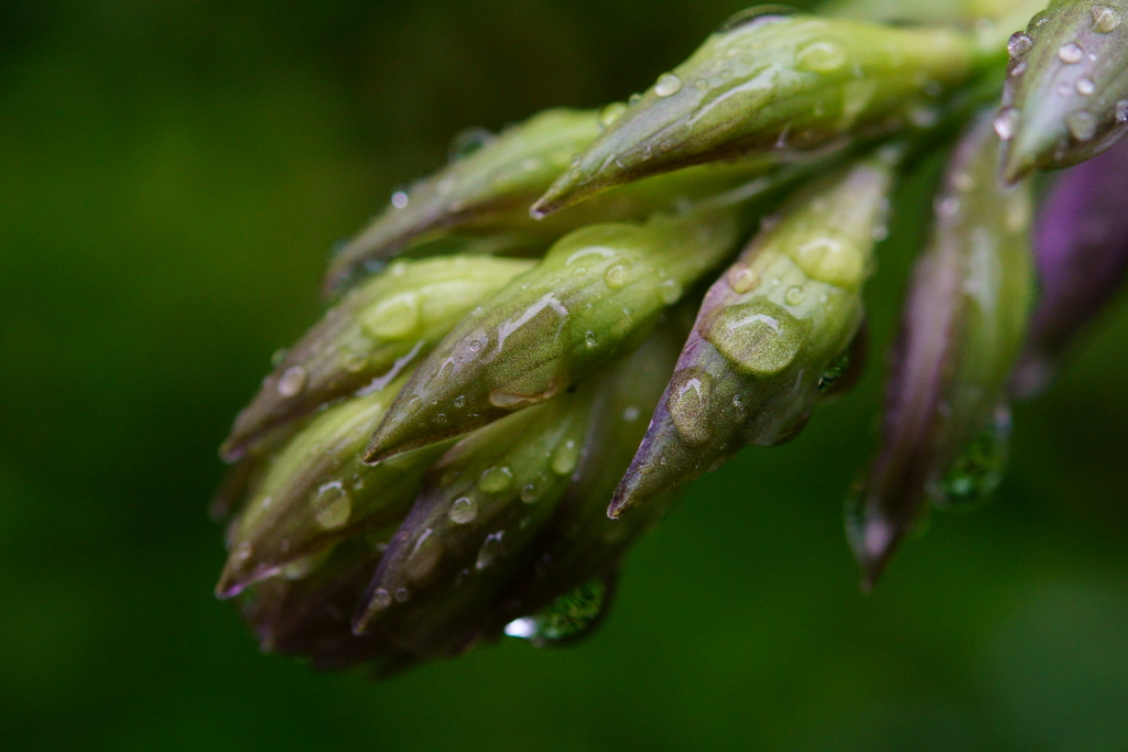 梅雨の合間　庭の花