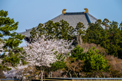 2025年春・奈良公園　東大寺