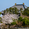 2025年春・奈良公園　東大寺