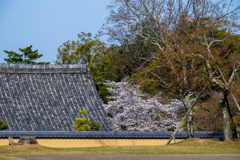 2025年春・奈良公園