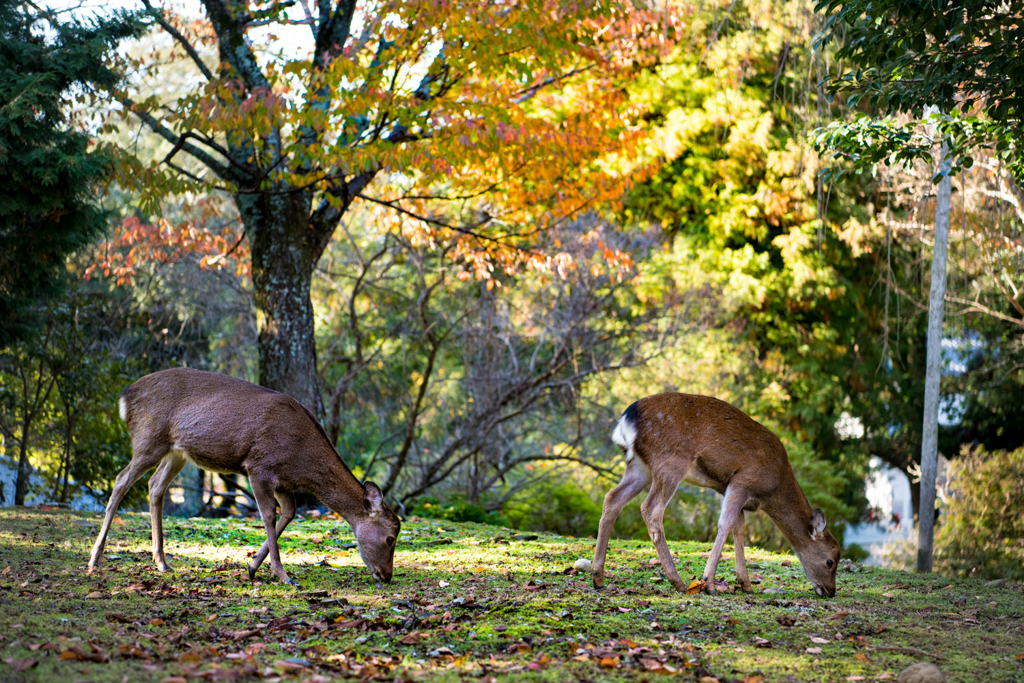 秋・奈良公園