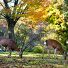 秋・奈良公園