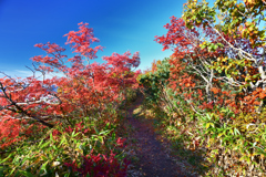 藻琴山への登山道