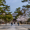 2025年春・奈良公園