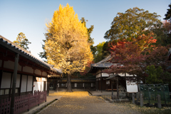 秋・奈良公園