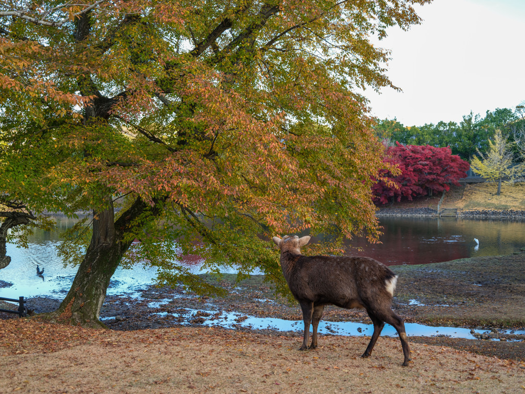 2024年・晩秋の奈良公園