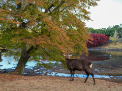 2024年・晩秋の奈良公園