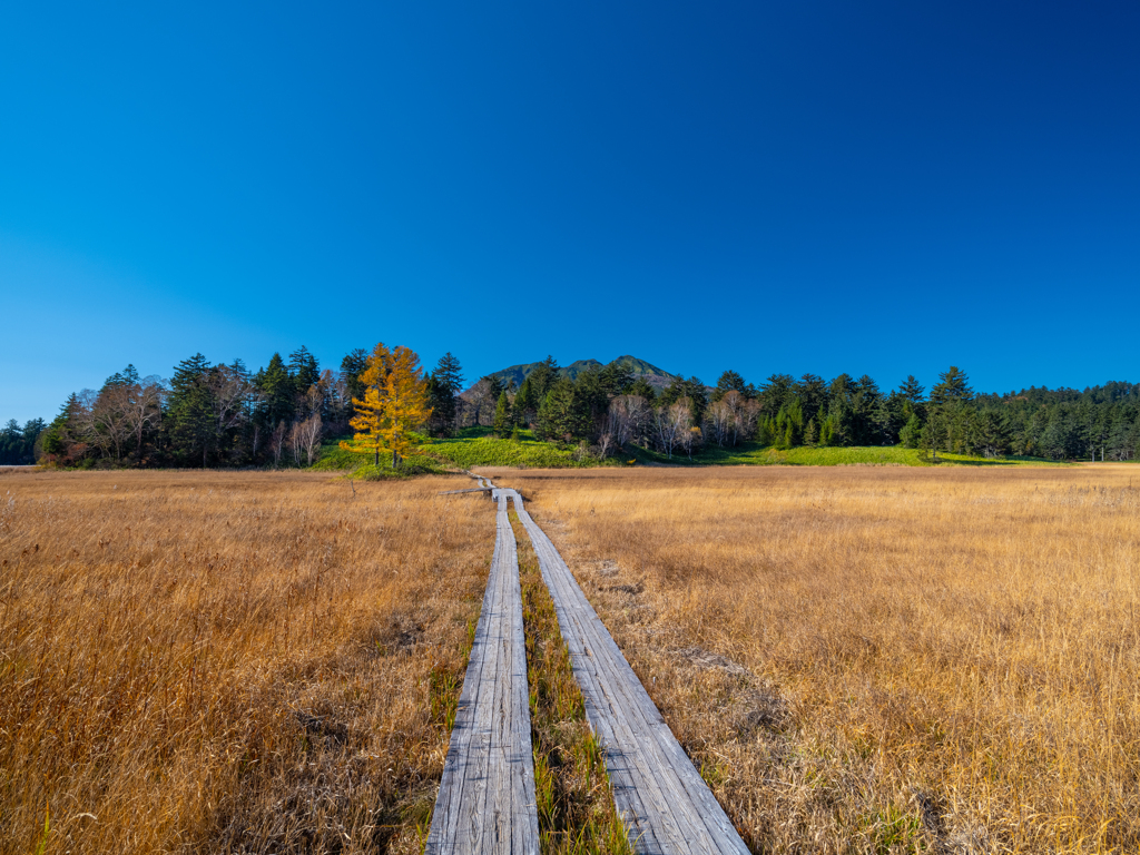 尾瀬・大江湿原