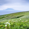 礼文島の風景