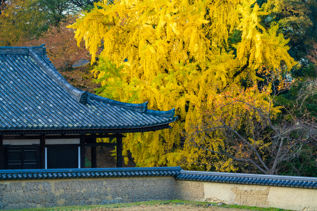 奈良公園