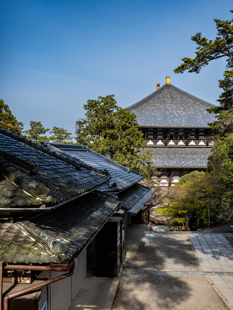 2025年春・奈良公園