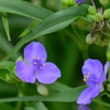 蓼科の花3