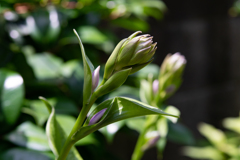 梅雨の合間　庭の花