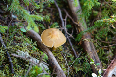 阿寒の森にて・不明のキノコ