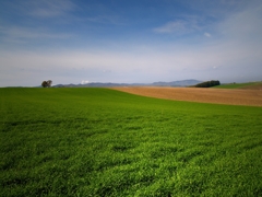美瑛の風景3