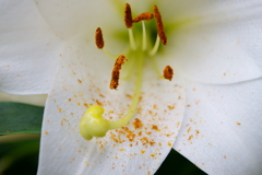 梅雨の合間　庭の花