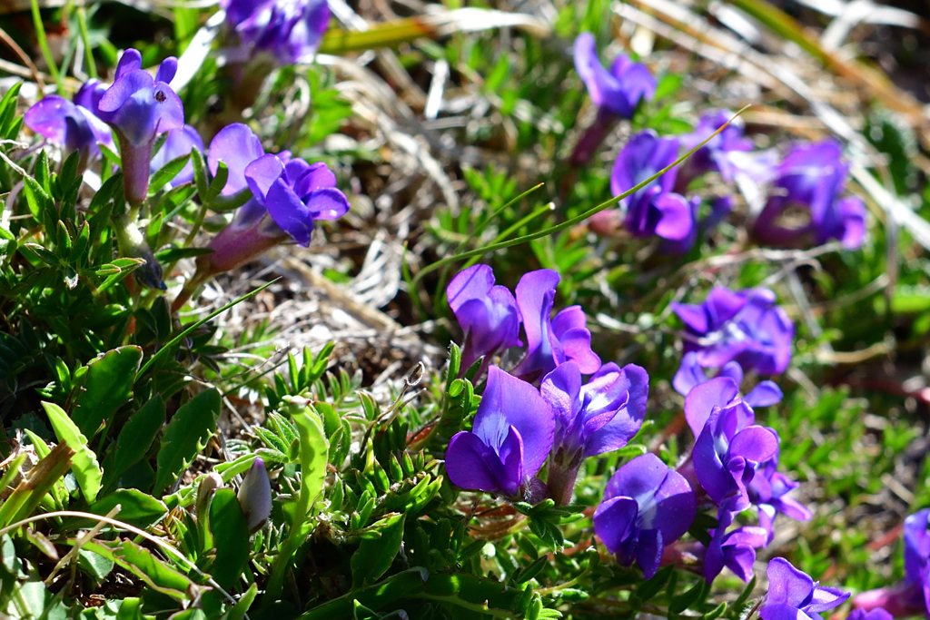 八ヶ岳の花　オヤマノエンドウ