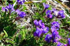 八ヶ岳の花　オヤマノエンドウ