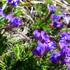 八ヶ岳の花　オヤマノエンドウ