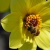 蓼科の花4
