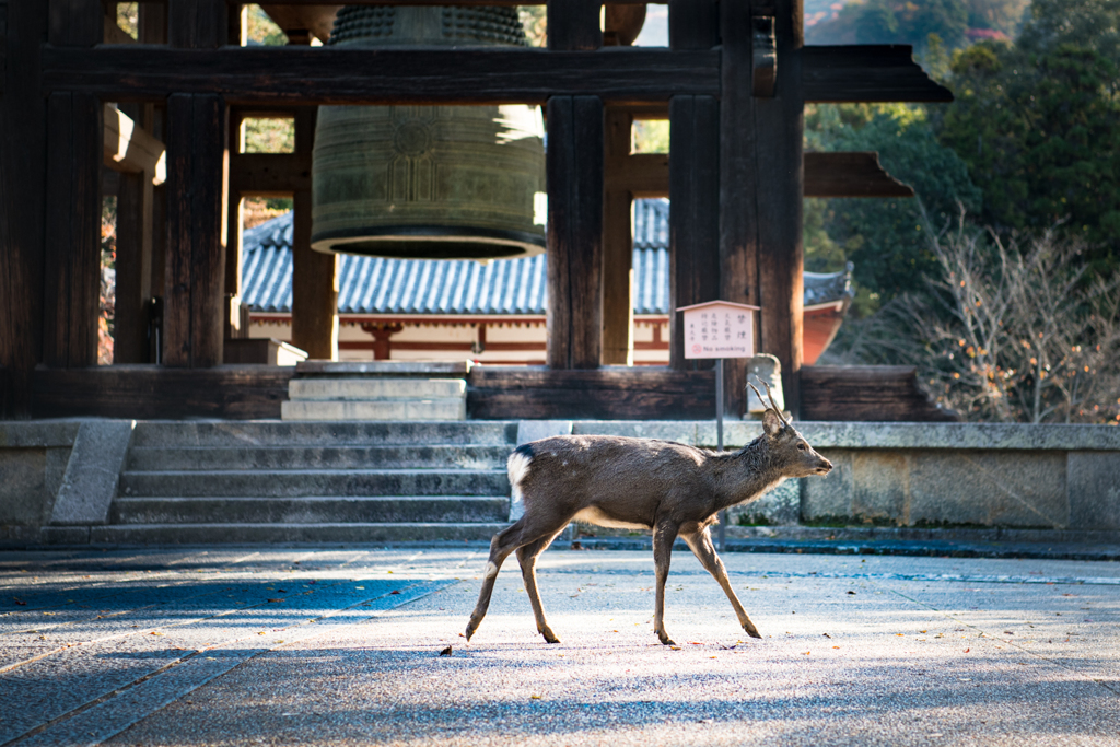 奈良公園