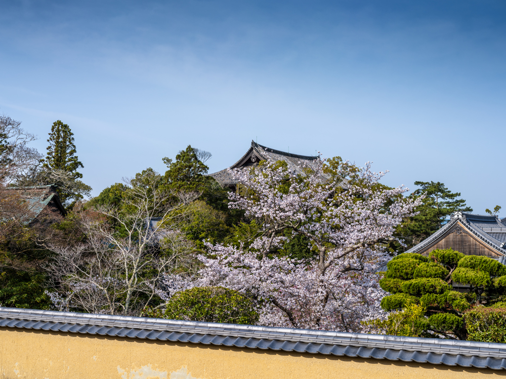 2025年春・奈良公園