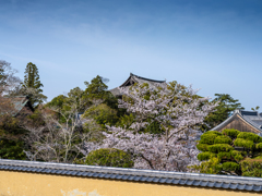 2025年春・奈良公園