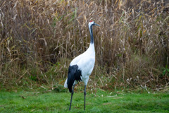鶴居村のタンチョウ