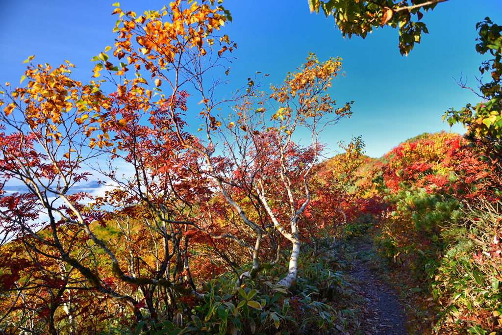 藻琴山への登山道