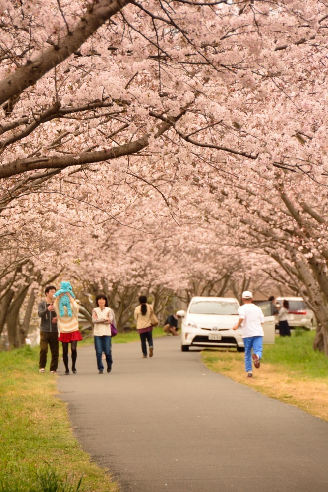 桜道