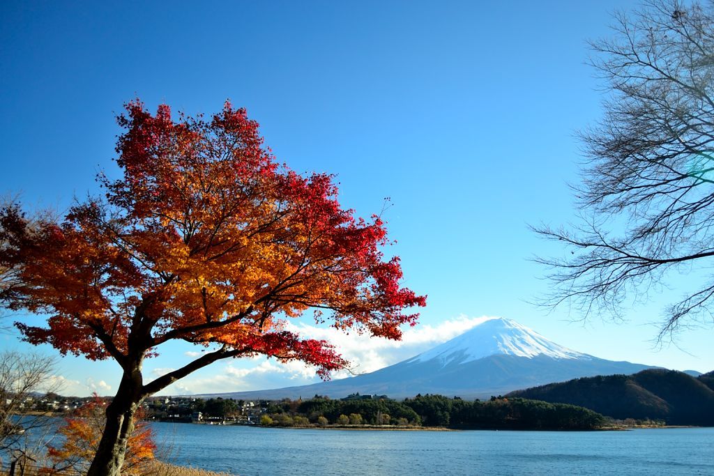 河口湖より　紅葉と