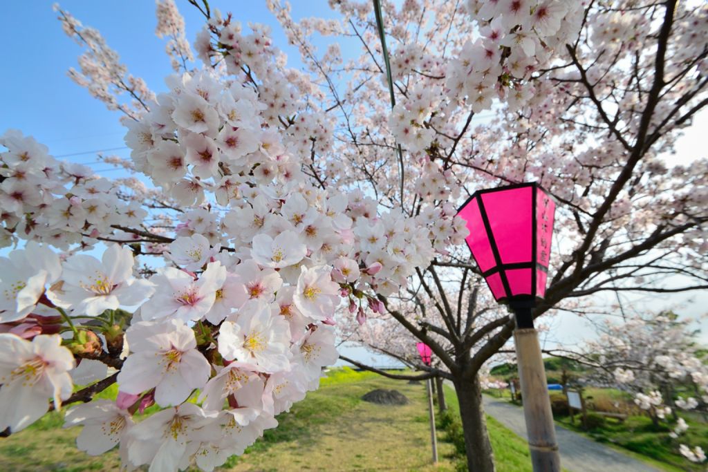 桜　at ひょうたん池