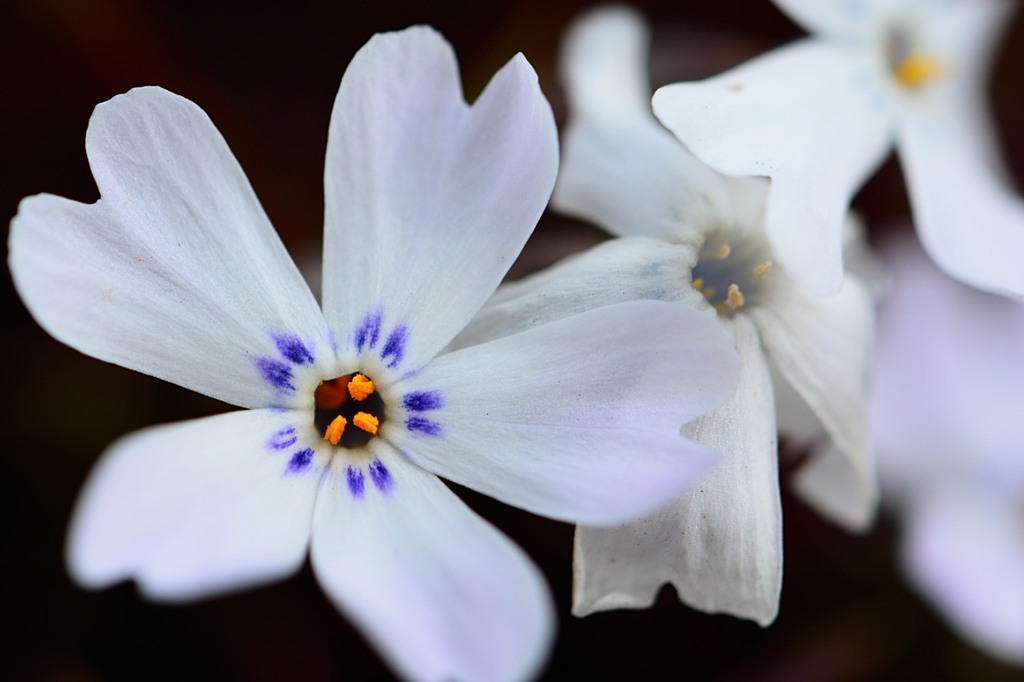 芝桜